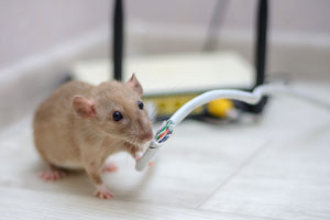 Rodents can chew on wires and spread disease in your Atlanta GA home. The rodent exterminators at Active Pest Control can help!