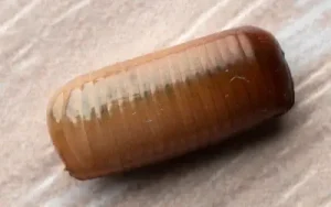 closeup of an "ootheca," egg capsule of a german cockroach, that will hatch dozens of offspring