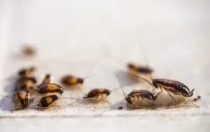 mature and juvenile german cockroaches inside home