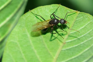 Carpenter ants are often confused for termites in Atlanta GA. Learn more from Active Pest Control