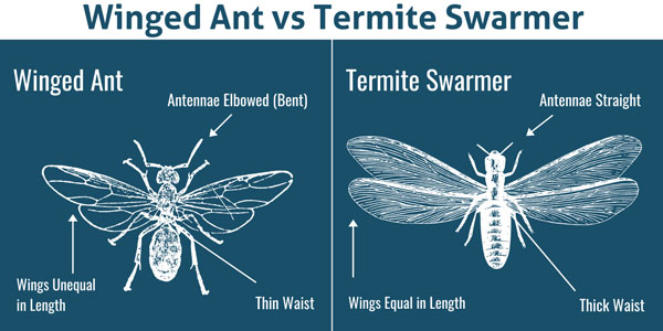 Winged ant vs. Termite Swarmer in Atlanta GA & Knoxville TN - Active Pest Control