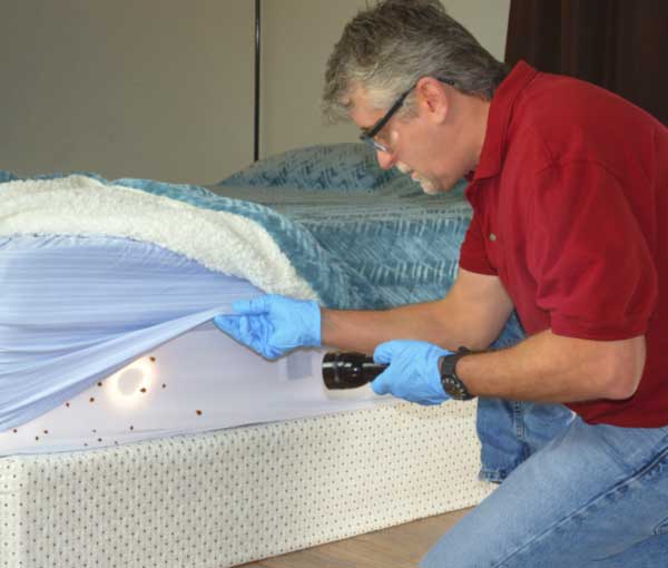 Learn how to identify bed bugs from Active Pest Control in Atlanta GA & Knoxville TN metros and surrounding areas