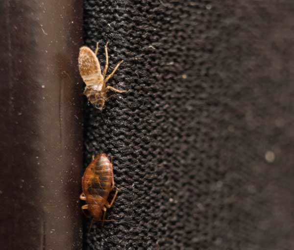 Learn how bed bugs spread and lay eggs - Active Pest Control