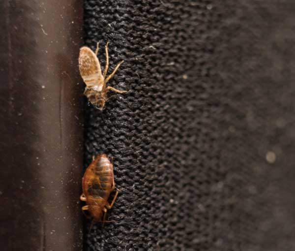 the noise tho #bedbugs, eurostar bed bugs