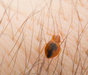 things to know about bed bug bites from Active Pest Control in Atlanta GA & Knoxville TN metros and surrounding areas
