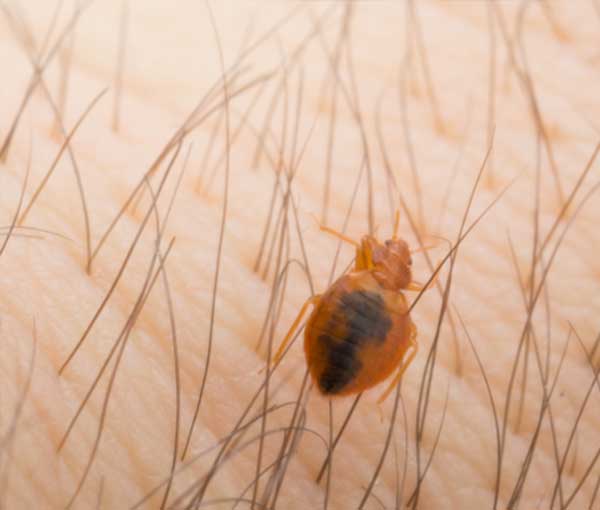 Learn how to identify bed bugs - Active Pest Control