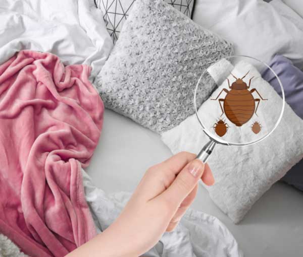 Do I have bed bugs, how to spot bed bugs in your home - Active Pest Control