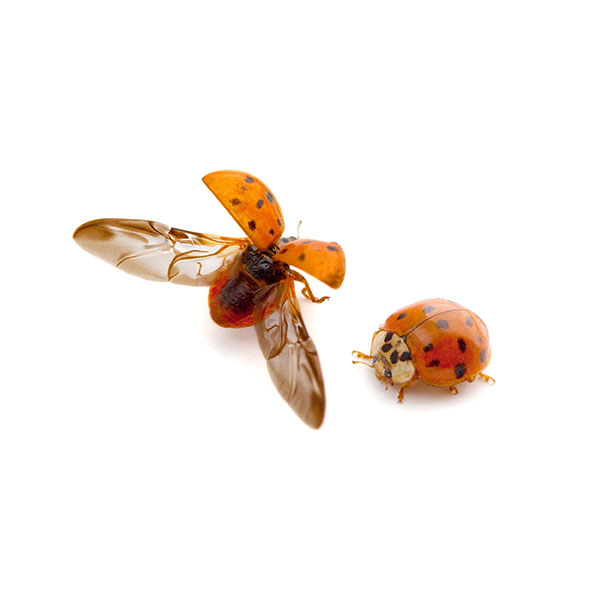 Asian lady beetle information - Active Pest Control