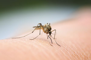 Coronavirus is not spread by mosquito bites. Learn more from Active Pest Control in Atlanta GA.