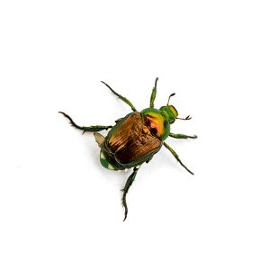Japanese beetle information - Active Pest Control