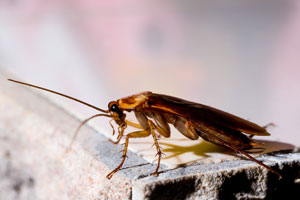 Cockroaches may trigger your seasonal allergies in Atlanta GA - Active Pest Control