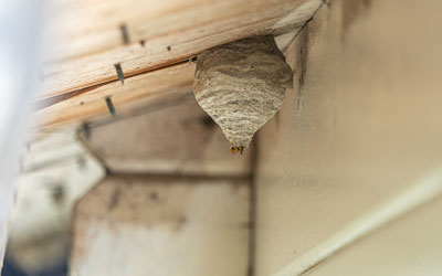 Wasp nest identification in Atlanta GA - Active Pest Control