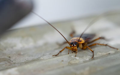 Cockroaches are common in Atlanta GA summertime - Active Pest Control