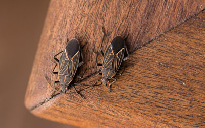 Boxelder bugs are a fall invader in Atlanta GA - Active Pest Control