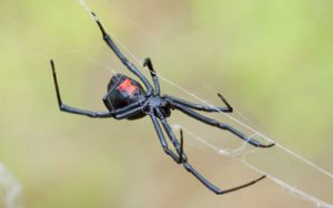 Dangerous fall spiders in Atlanta GA - Active Pest Control