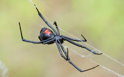 When to Call a Spider Exterminator in Georgia - Spider control by Active Pest Control