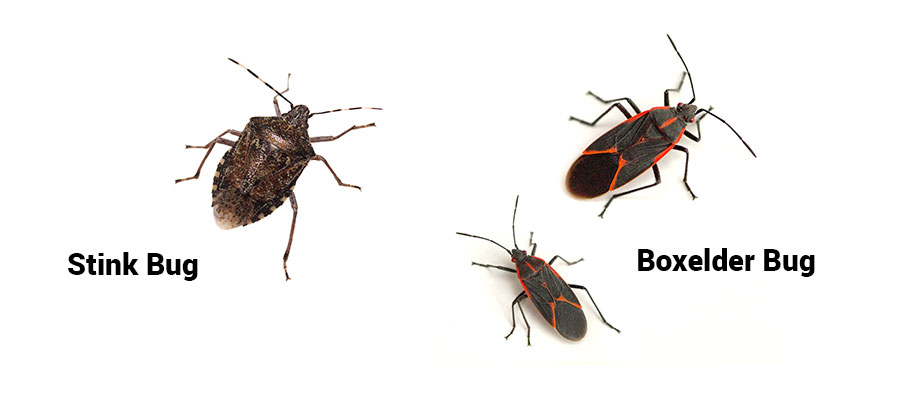 Stink bug and boxelder bug identification in Atlanta GA and TN - Active Pest Control