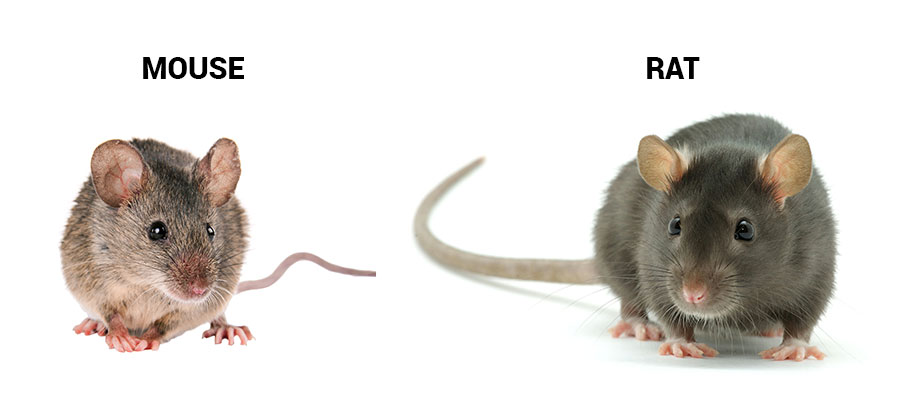 Mouse and rat identification Active Pest Control