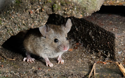 How to identify rats and mice in Atlanta GA - Active Pest Control