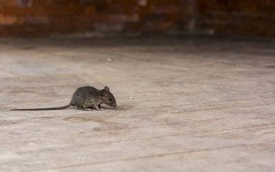 Rodent infestations are surging in Atlanta GA during the pandemic - Active Pest Control