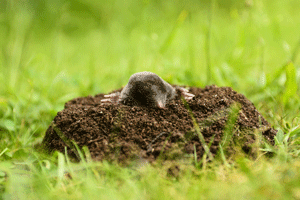 Mole trapping and removal Active Pest Control