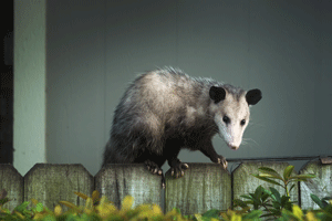 Safe opossum trapping and removal services Active Pest Control