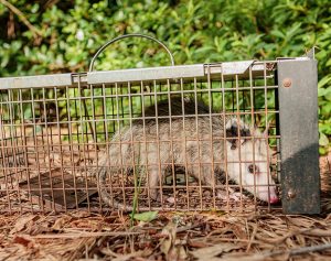 Wildlife Trapping& Removal in your area