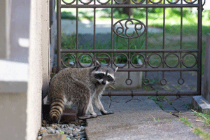 Safe raccoon trapping and removal services Active Pest Control