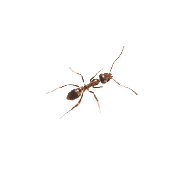 Argentine ant - Active Pest Control
