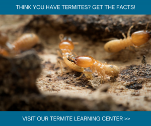 Atlanta termite problems Active Pest Control