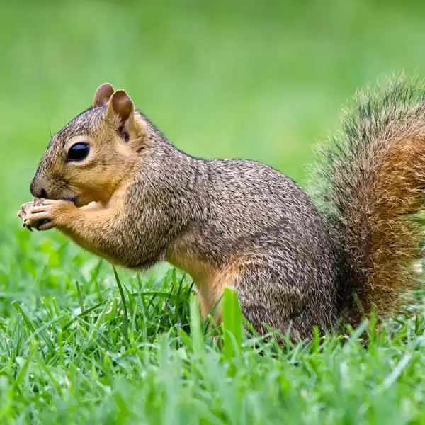 Fox squirrel identification  - Active Pest Control