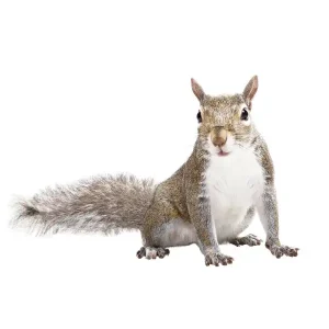 Gray squirrel identification  - Active Pest Control
