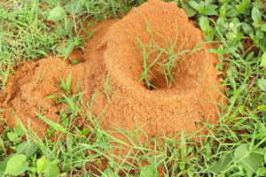 How We Treatfor Fire Ants in your area