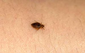What bed bugs look like in Atlanta GA - Active Pest Control
