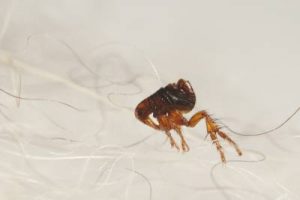 What a flea looks like Active Pest Control