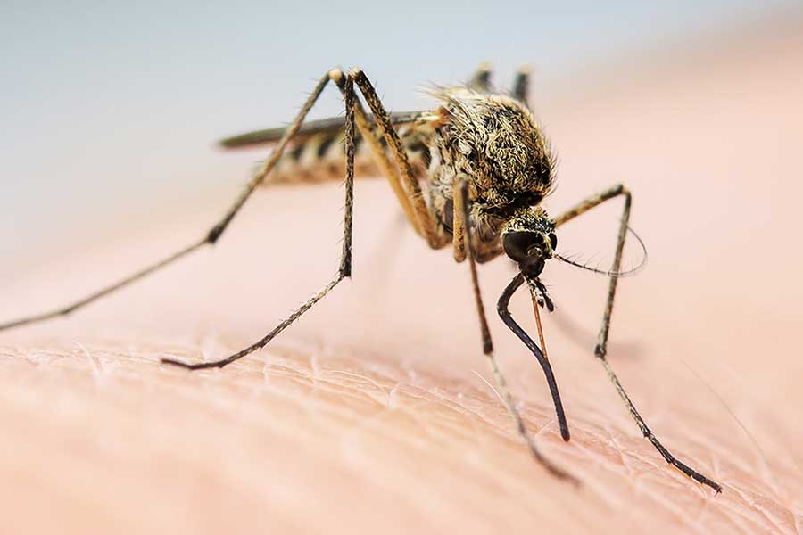 Mosquito Prevention - Active Pest Control