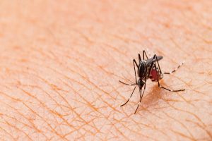 Do mosquitoes bite?  - Active Pest Control