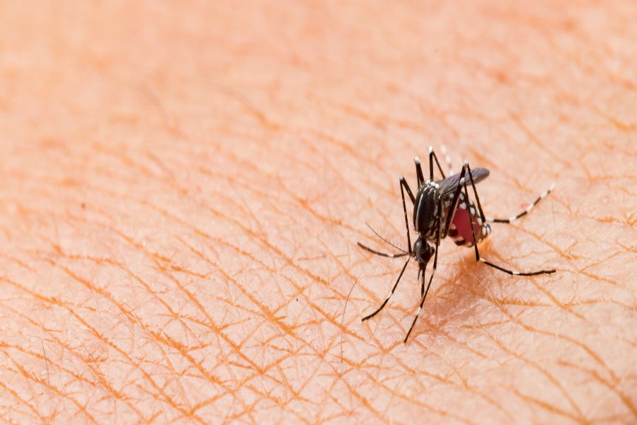 Do mosquitoes bite?  - Active Pest Control