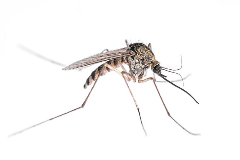 What Do Mosquitoes Look Like? Mosquito Characteristics