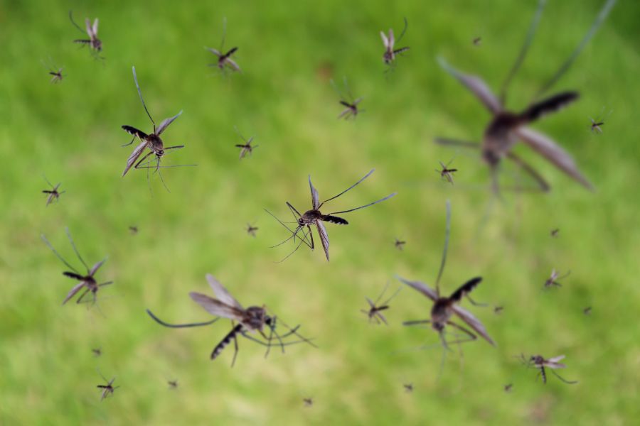 What attracts mosquitoes  - Active Pest Control