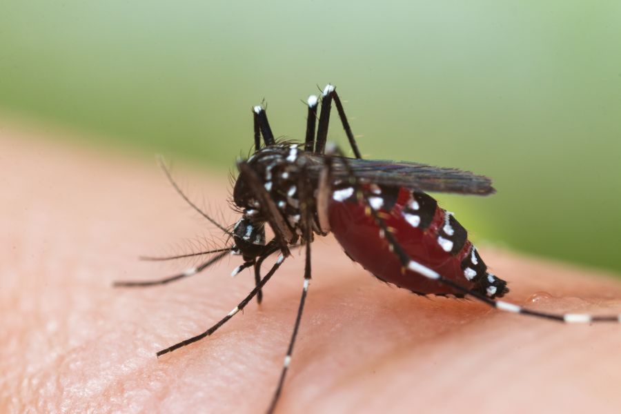 Can mosquitoes Transmit HIV or AIDS - Active Pest Control