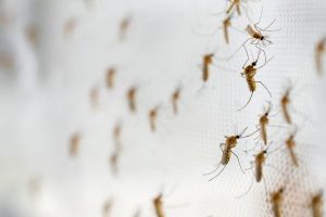 Where do mosquitoes breed - Active Pest Control