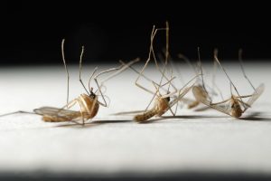What is the lifespan of mosquitoes - Active Pest Control