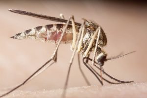 What diseases do mosquitoes spread - Active Pest Control