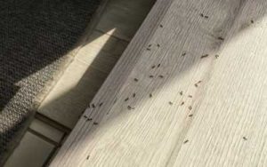 An ant infestation in Atlanta GA - Active Pest Control