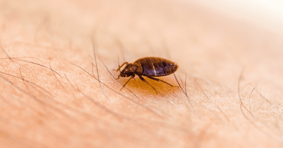 How Do Bed Bugs Travel? Active Pest Control Pest Control and