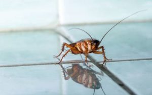 A cockroach found in Atlanta GA - Active Pest Control