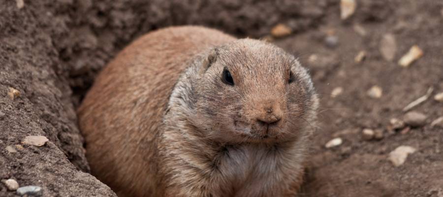 How to Get Rid of Rodents in Your Yard - Active Pest Control