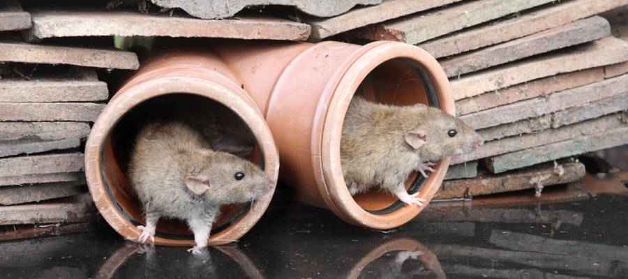 Six Signs of a Rodent Infestation in your area