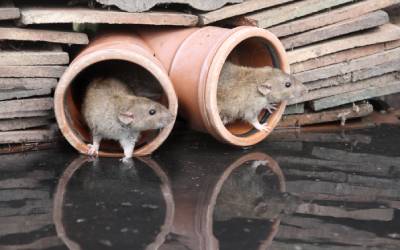 Rats in Atlanta GA - Active Pest Control